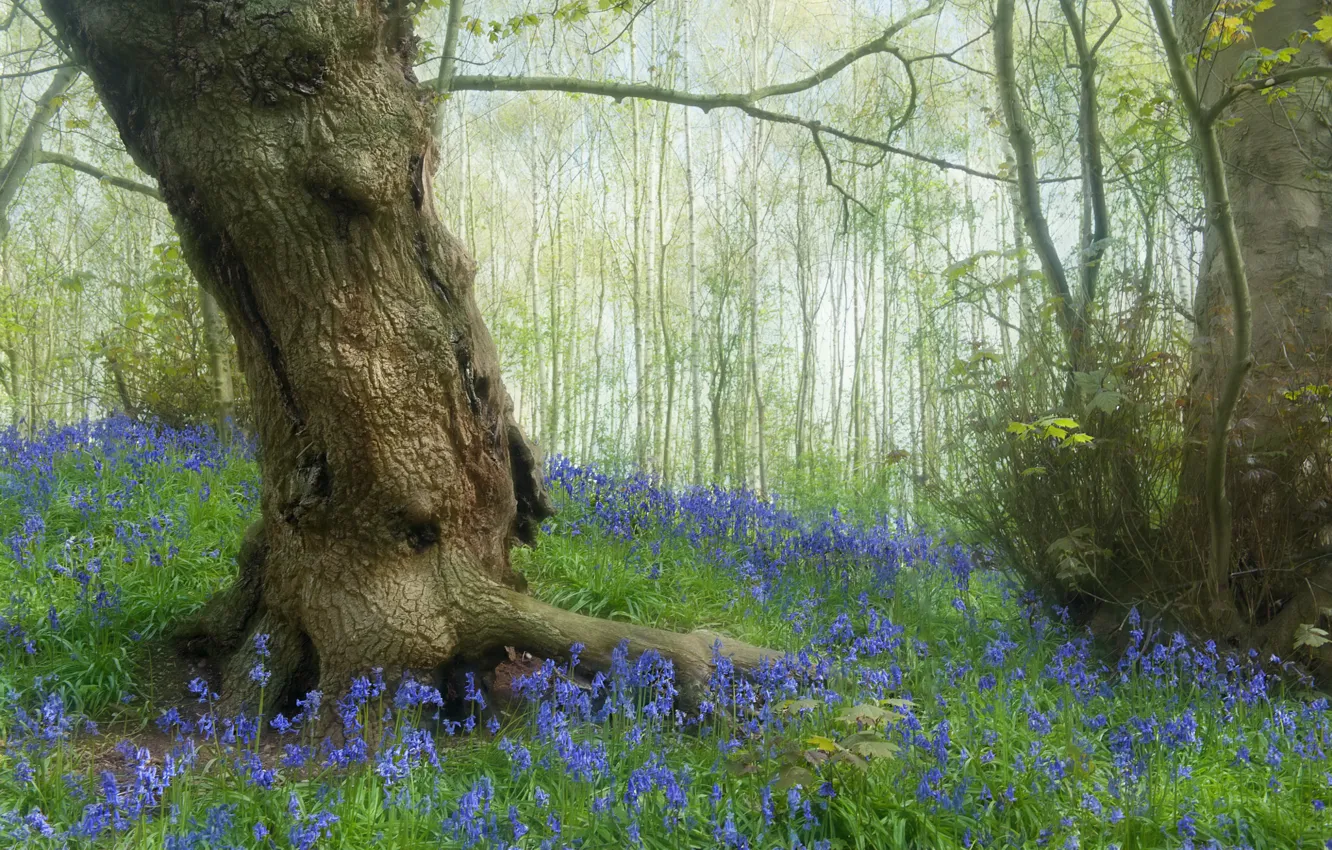 Photo wallpaper trees, flowers, blue