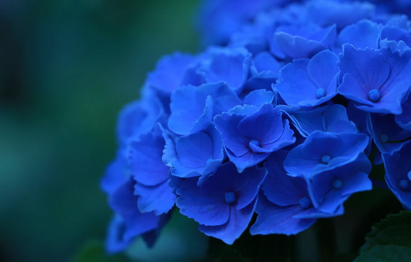 Photo wallpaper macro, flowers, blue, petals, hydrangea