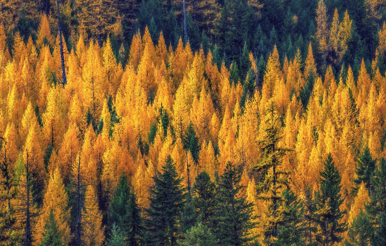 Photo wallpaper autumn, forest, trees, yellow, nature, ate, slope, red