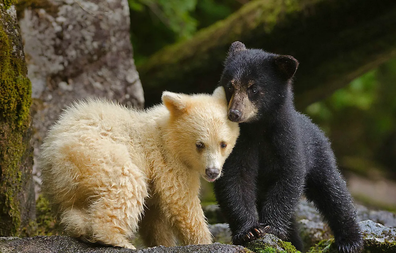 Photo wallpaper Canada, bear, chermozsky bear