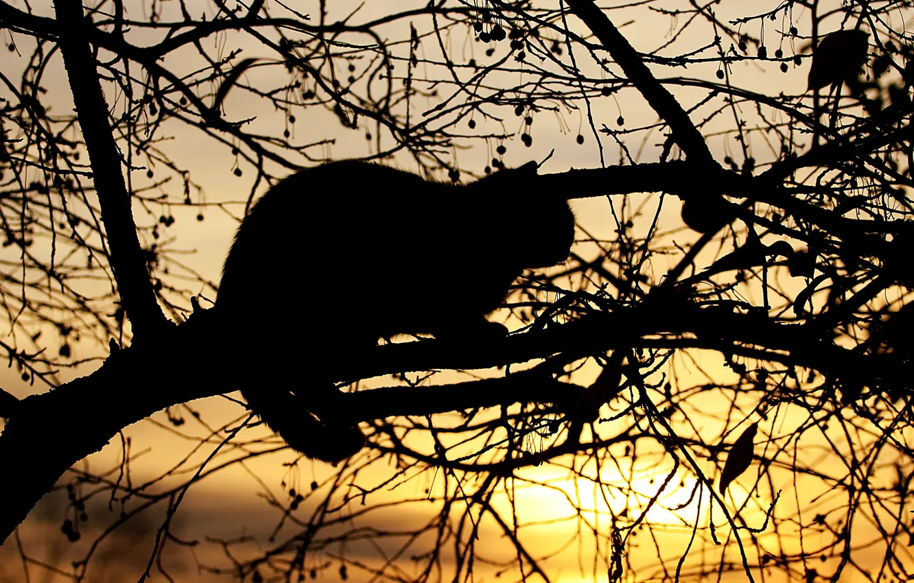 Photo wallpaper cat, cat, the sun, light, sunset, branches, pose, tree