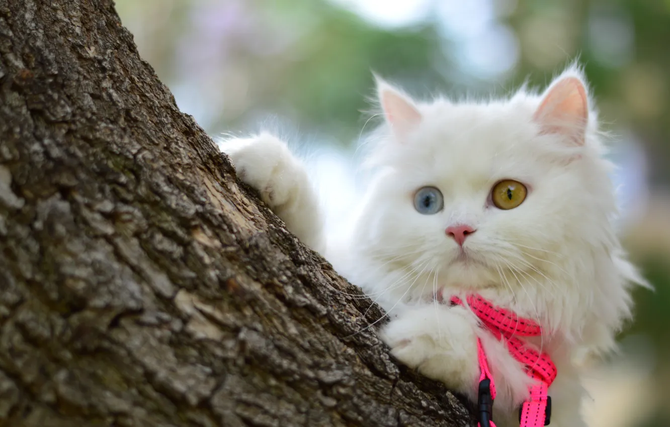 Photo wallpaper white, look, trees, muzzle, kitty
