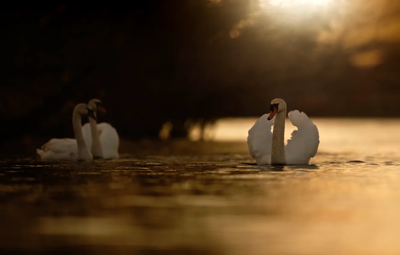 Photo wallpaper light, nature, the dark background, bird, white, swans, pond, swimming