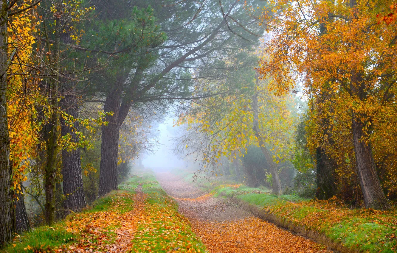 Photo wallpaper road, autumn, forest, leaves, trees, branches, nature, fog