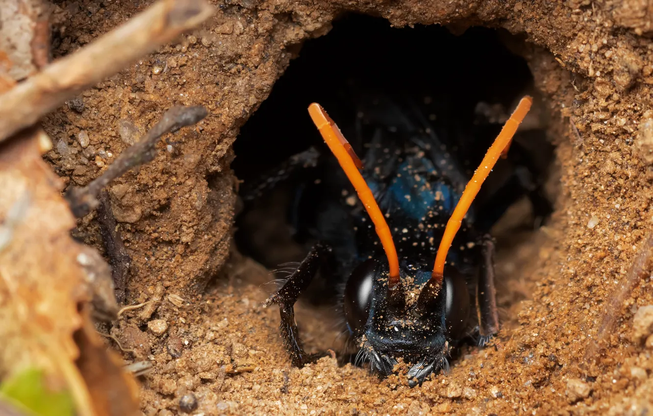 Photo wallpaper sand, look, macro, bee, black, OSA, portrait, teeth