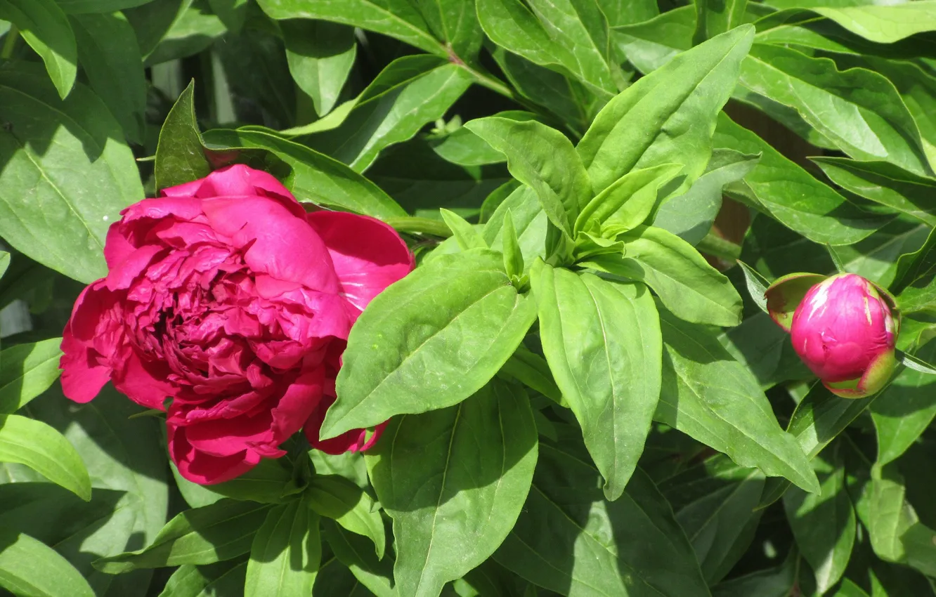 Photo wallpaper buds, peonies, Meduzanol ©, Summer 2018