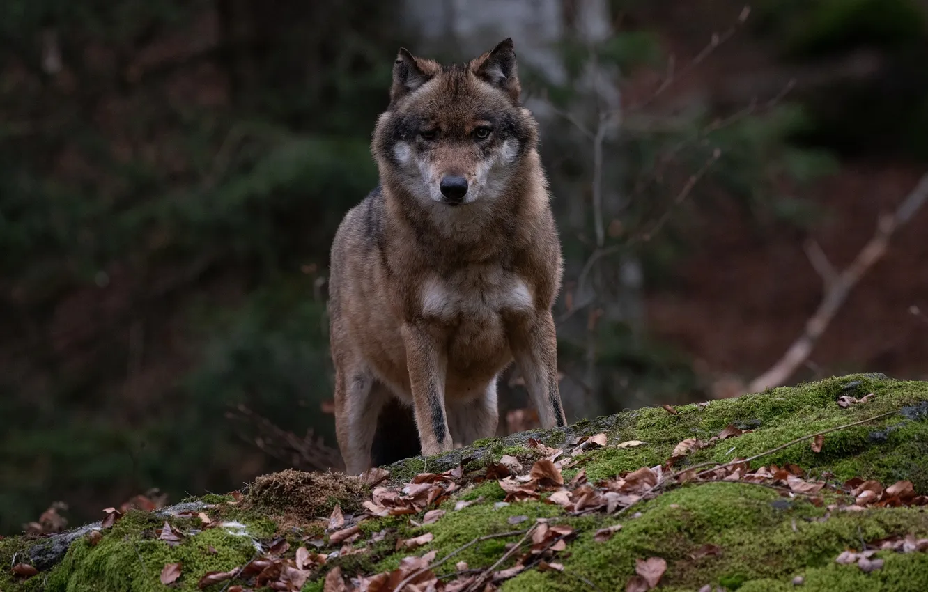 Photo wallpaper Predator, nature, snow, face, animal, wolf, canis lupus, wildlife