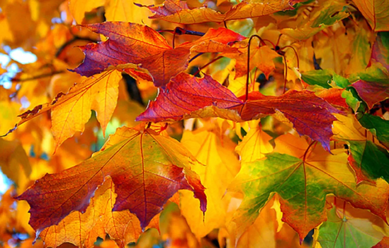 Photo wallpaper maple leaves, the colors of autumn, autumn mood