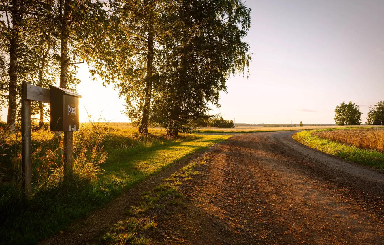 Photo wallpaper greens, leaves, the sun, trees, nature, background, widescreen, Wallpaper