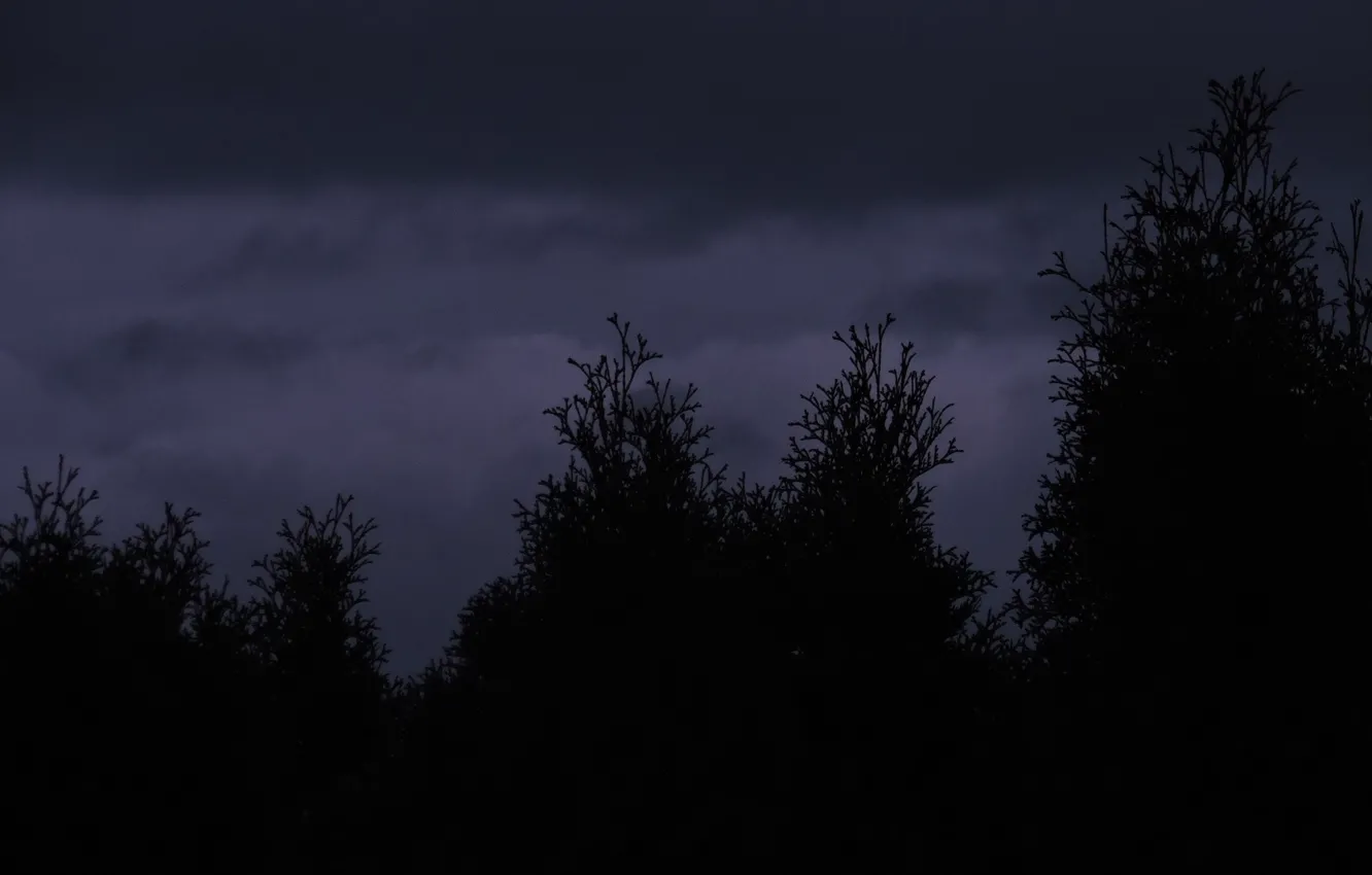 Photo wallpaper forest, the sky, trees, clouds, nature, twilight