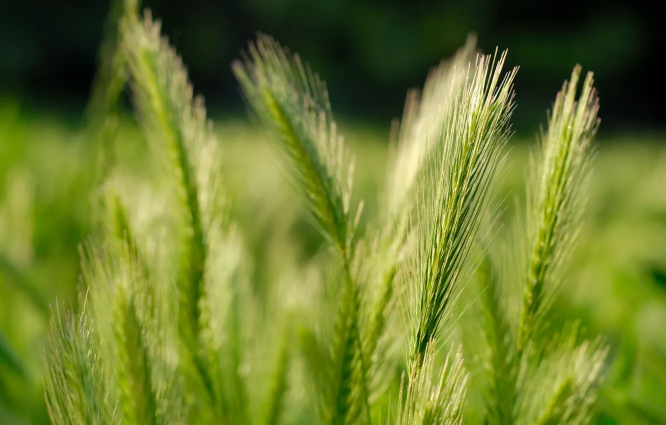Photo wallpaper wheat, field, nature, grain, ears, grass, fields, macro