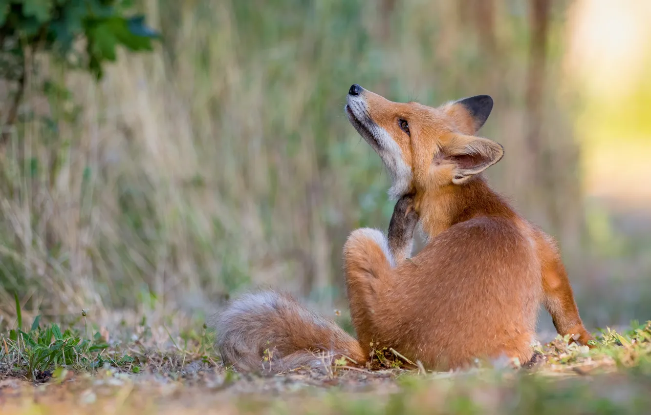 Photo wallpaper nature, pose, animal, Fox, Fox