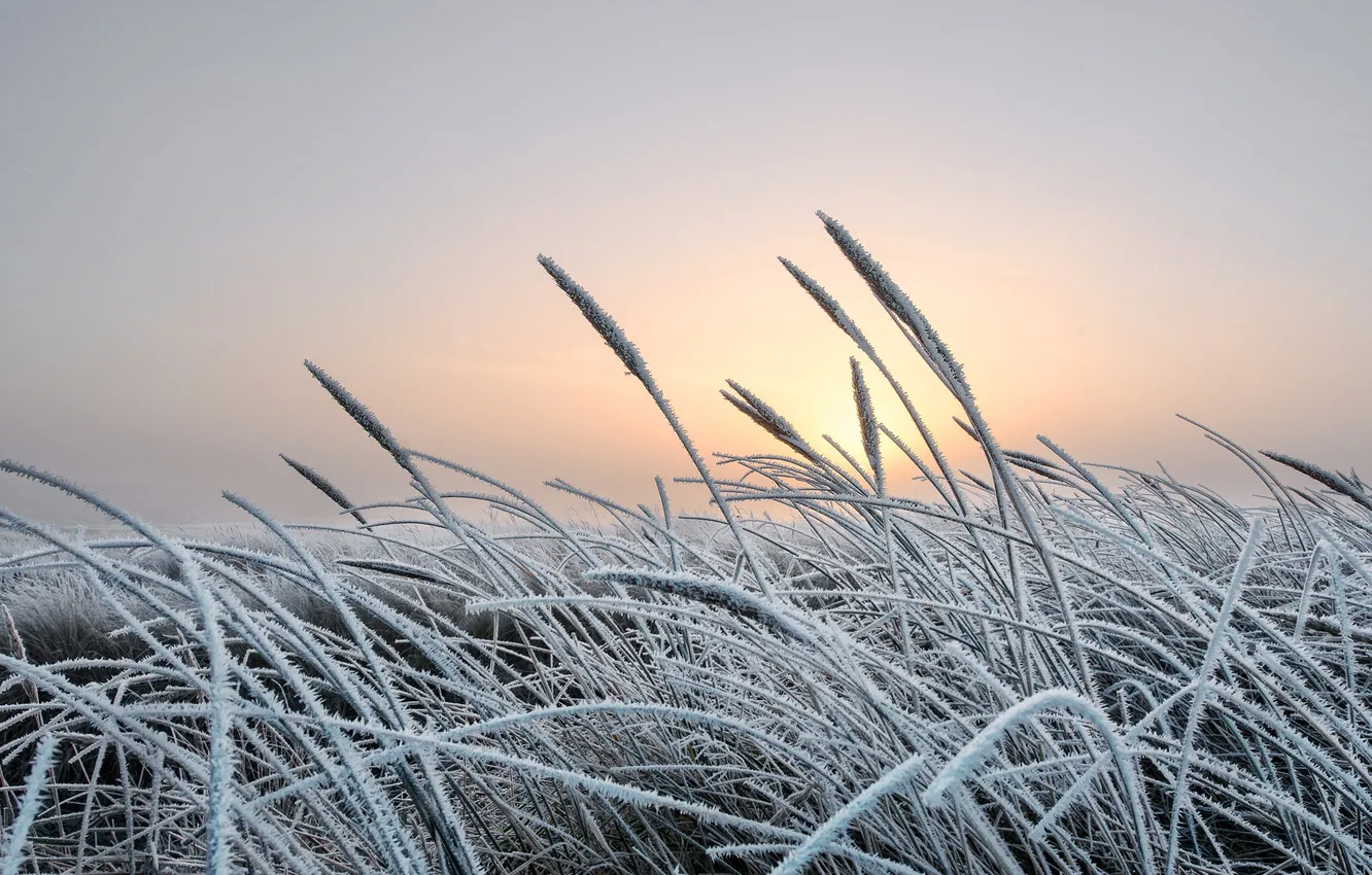 Photo wallpaper winter, frost, the sky, grass, the sun, snow, landscape, nature