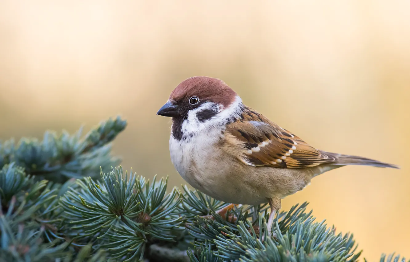 Photo wallpaper branches, background, bird, Sparrow, needles