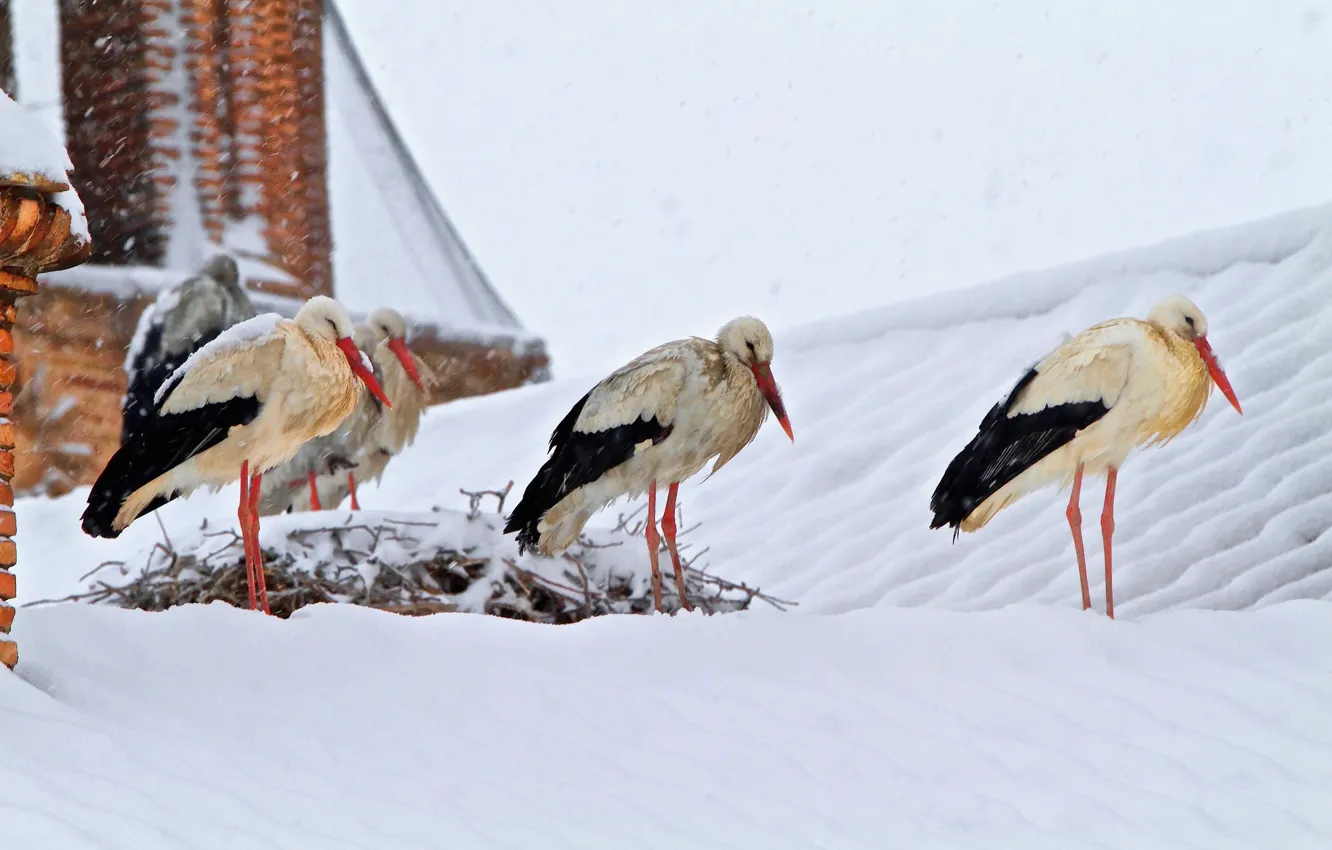 Photo wallpaper snow, birds, storks