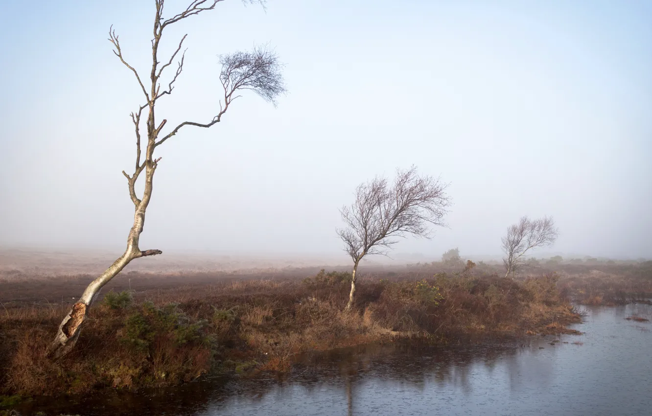 Photo wallpaper trees, fog, river