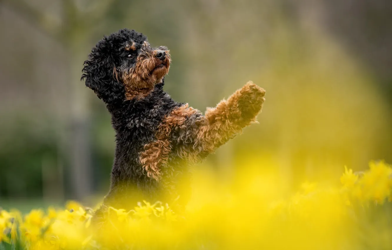 Photo wallpaper flowers, yellow, pose, Park, legs, dog, spring, puppy