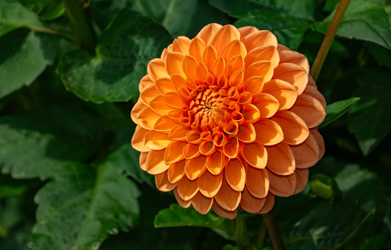Photo wallpaper leaves, flowers, orange, bright, garden, green background, dahlias