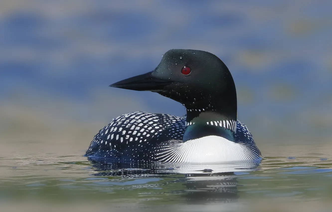 Photo wallpaper water, bird, floats, Loon
