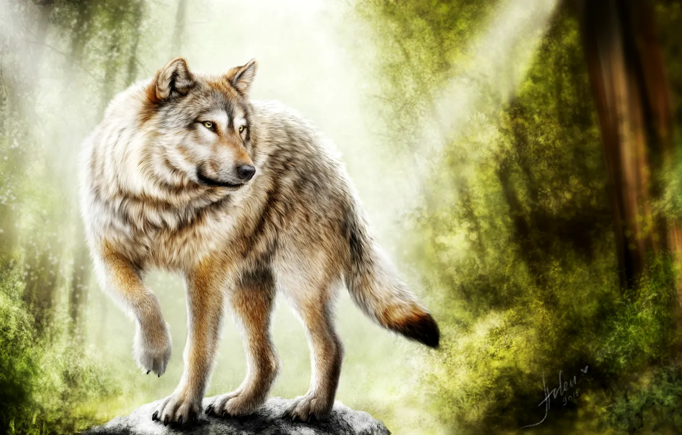 Photo wallpaper forest, wolf, predator, handsome