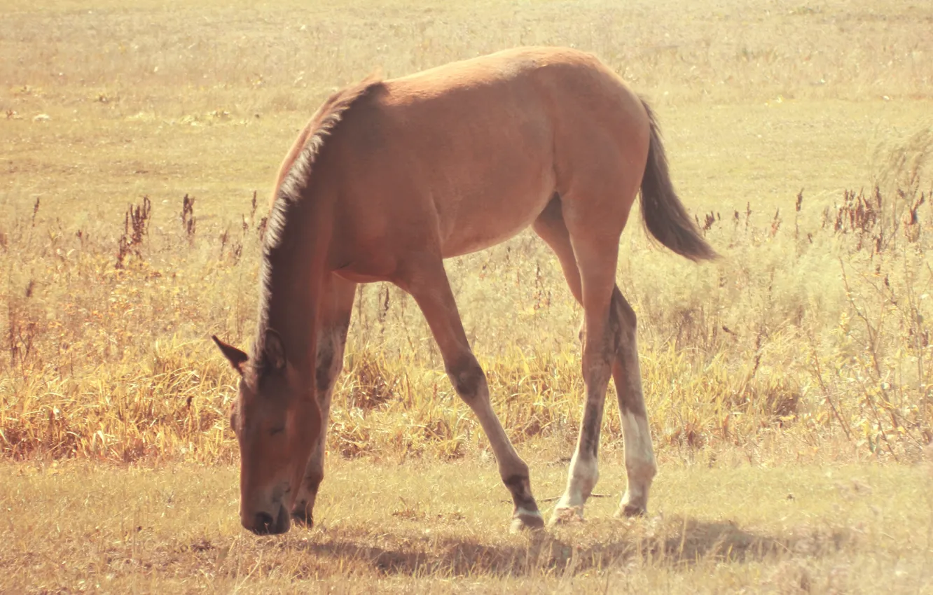 Photo wallpaper field, grass, foal