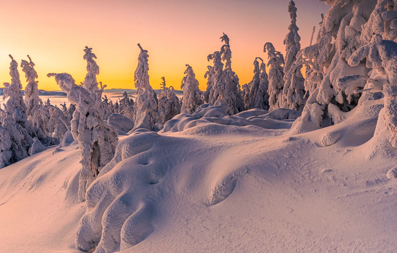Photo wallpaper winter, forest, the sky, light, snow, sunset, dawn, in the snow