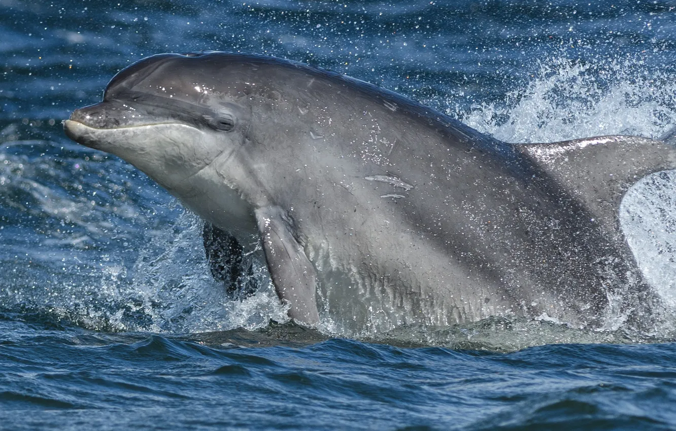 Photo wallpaper sea, water, squirt, dolphins, Afalina