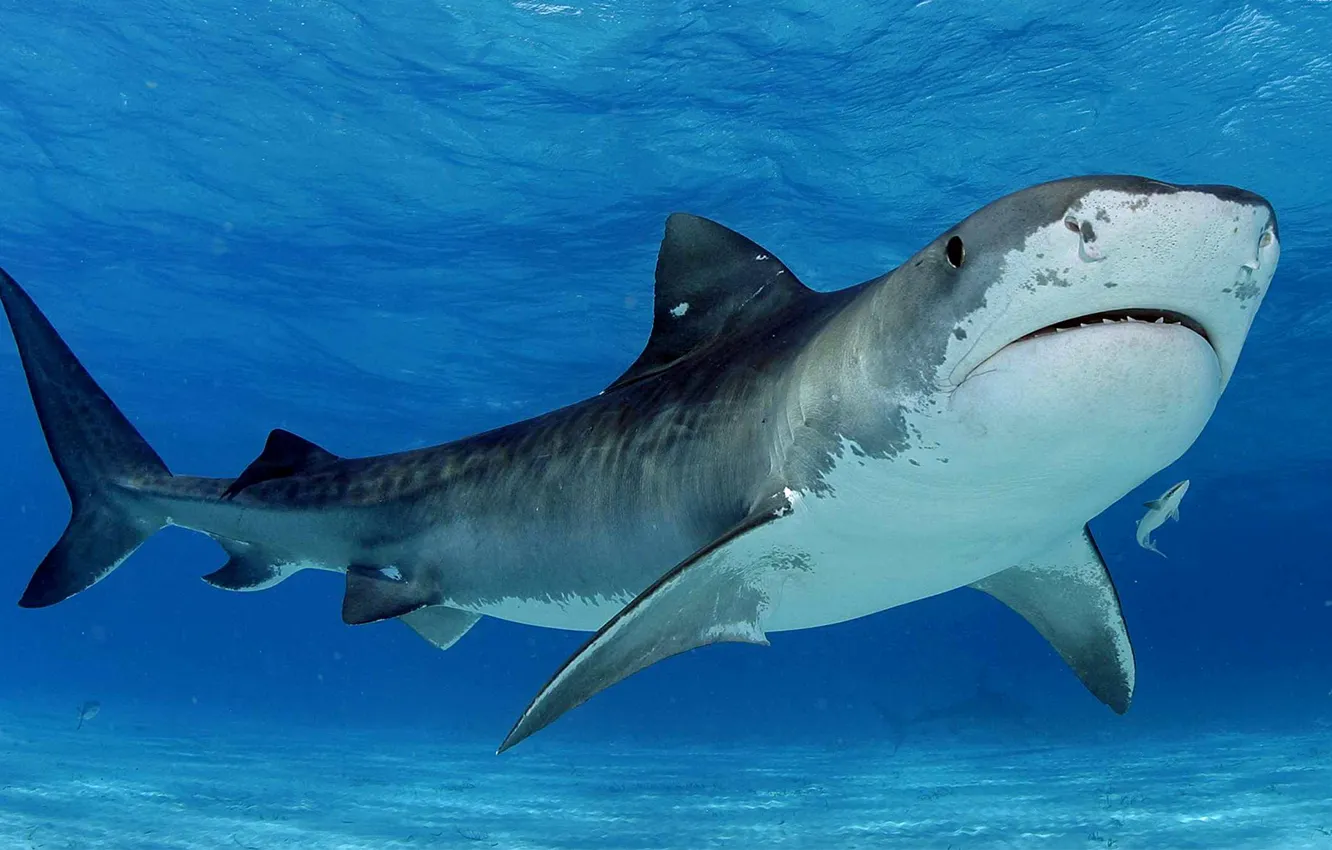 Photo wallpaper sea, water, predator, shark