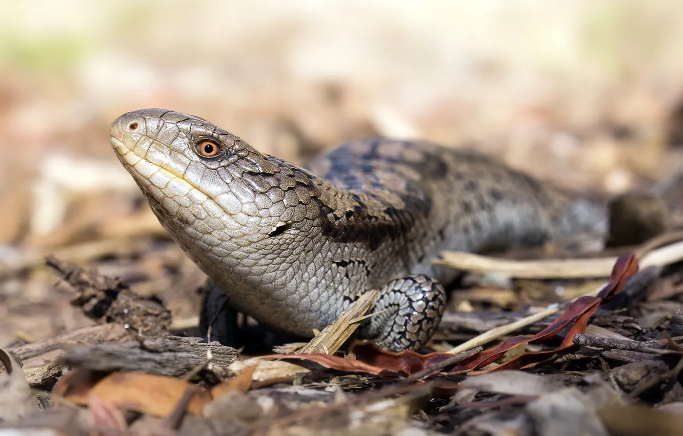 Photo wallpaper macro, nature, Blotched Bluetongue, Tiliqua nigrolutea