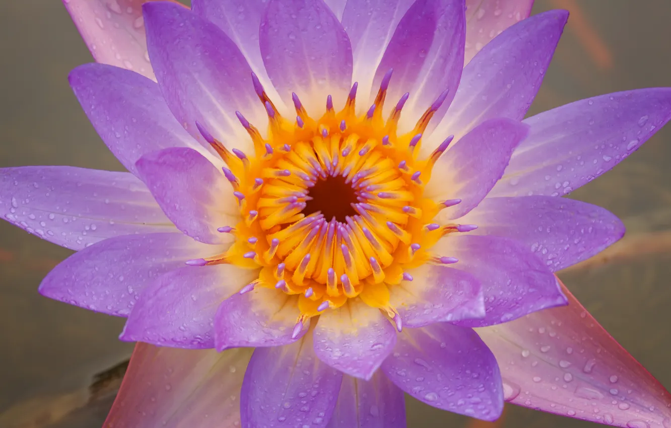 Photo wallpaper flower, Lotus, middle