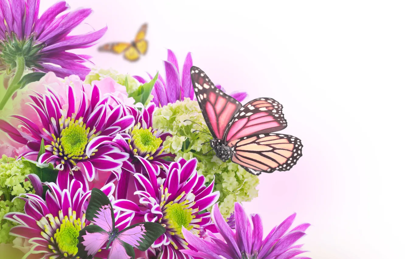 Photo wallpaper flowers, butterfly, leaf, chrysanthemum