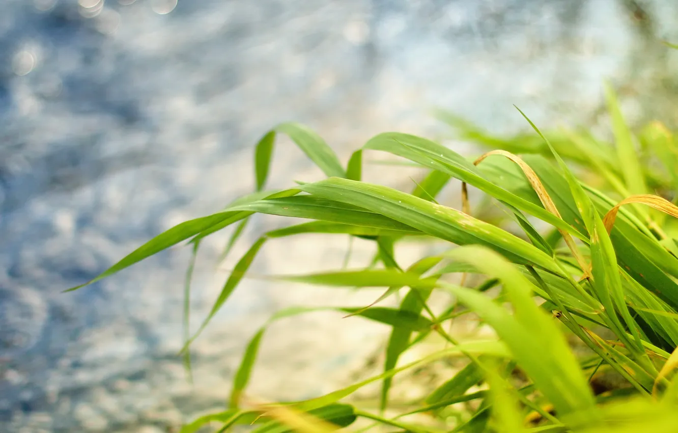 Photo wallpaper grass, leaves, macro, nature, Wallpaper, plant, photos
