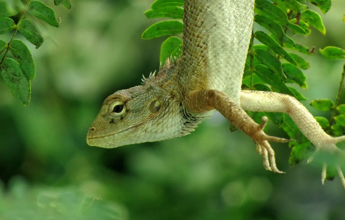 Photo wallpaper greens, forest, nature, lizard