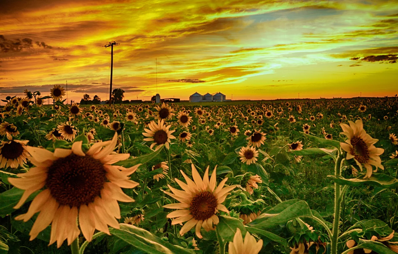 Photo wallpaper sunflowers, landscape, sunset