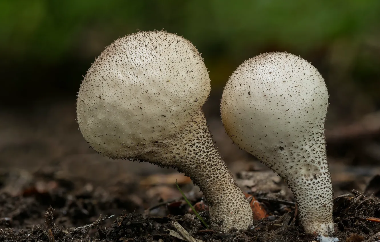 Photo wallpaper background, mushrooms, pair, raincoat, Beat Buetikofer