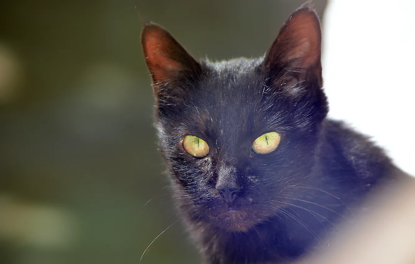 Photo wallpaper black, green eyes, eyes, cat, looking, black cat, straight, starring