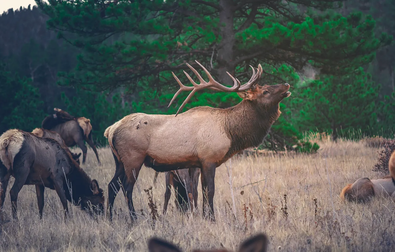 Photo wallpaper green, animal, deer, wildlife, forrest, antlers