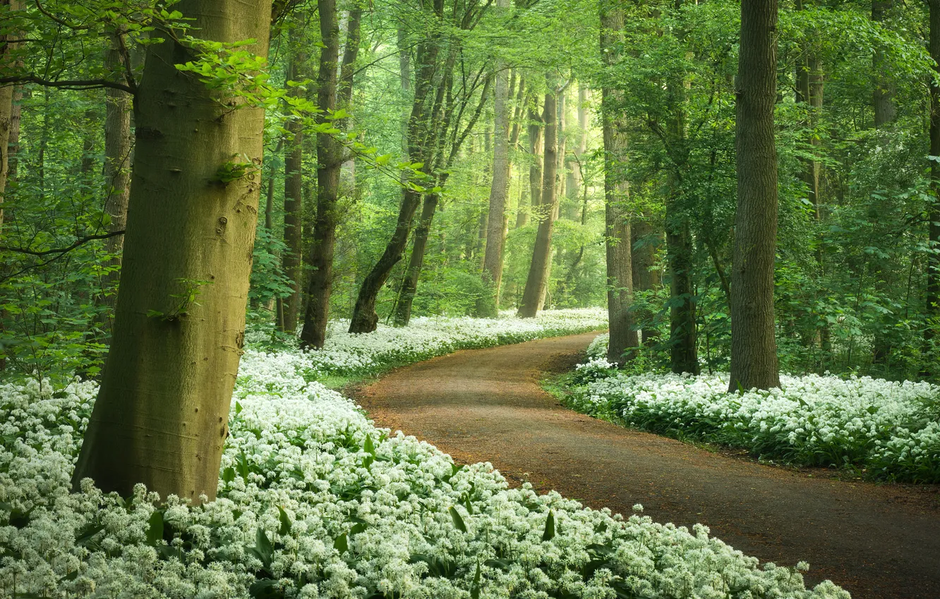 Photo wallpaper nature, spring, Green trees, White flowers, Forest Path, Ramsons flowers, Wild garlic