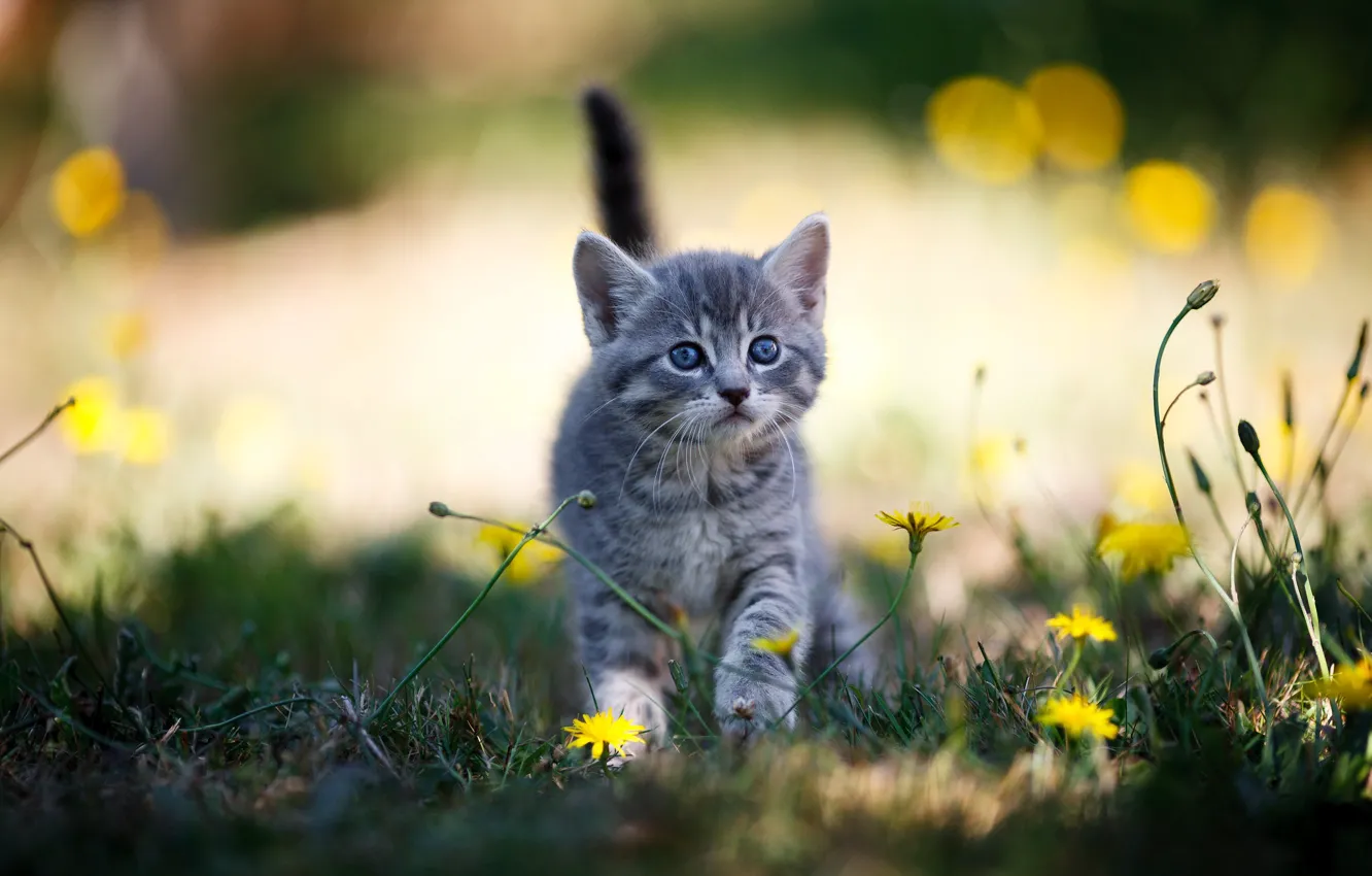 Photo wallpaper yellow, cat, look, flowers, light, grey, baby, nature