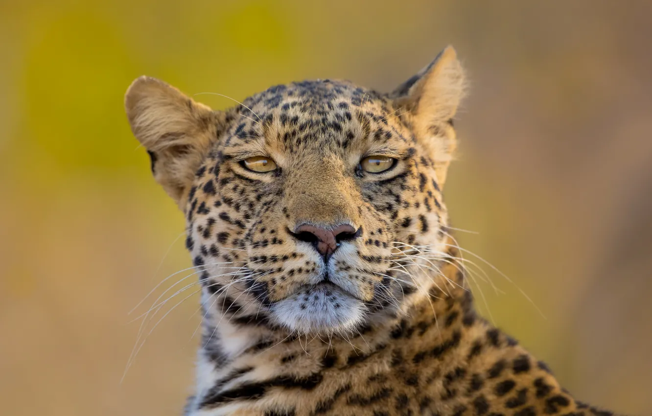 Photo wallpaper look, face, background, portrait, leopard, wild cat