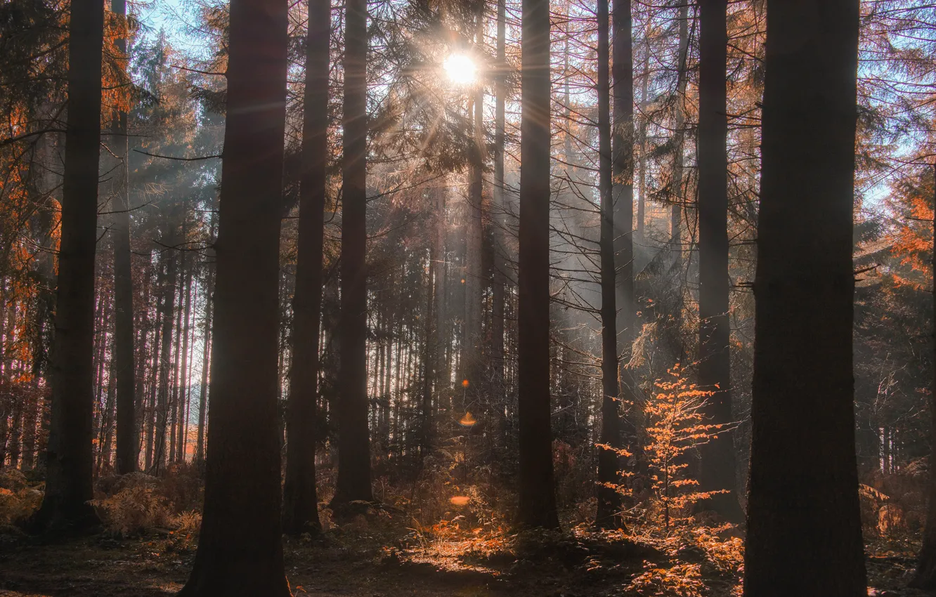 Photo wallpaper autumn, forest, the sun, rays, light, trees, nature, trunk