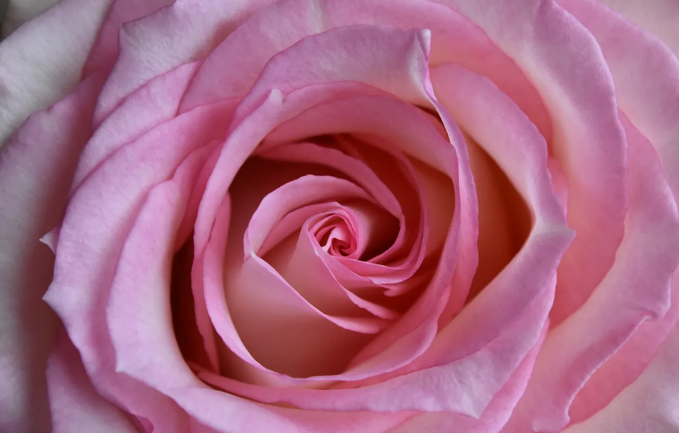 Photo wallpaper macro, roses, petals, pink