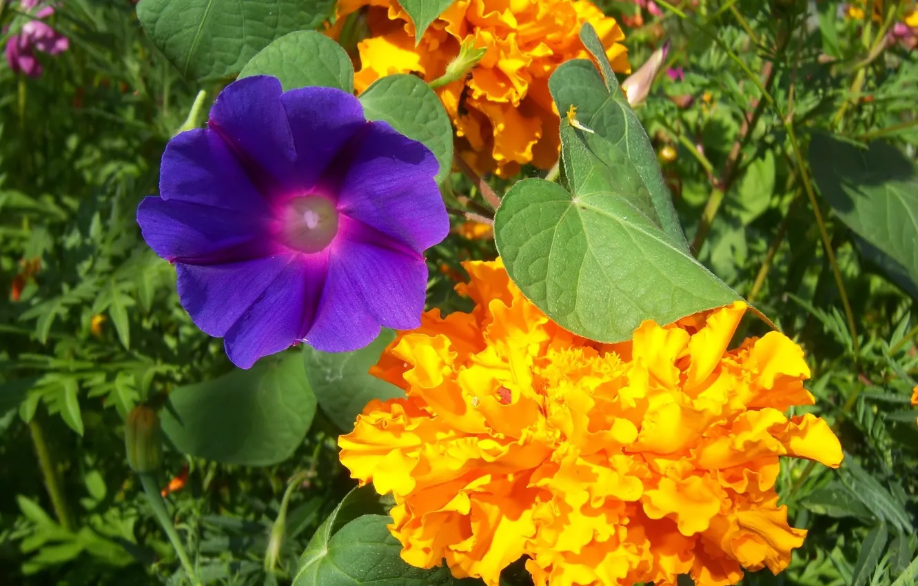 Photo wallpaper macro, flowers, marigolds, bindweed, Mamala ©
