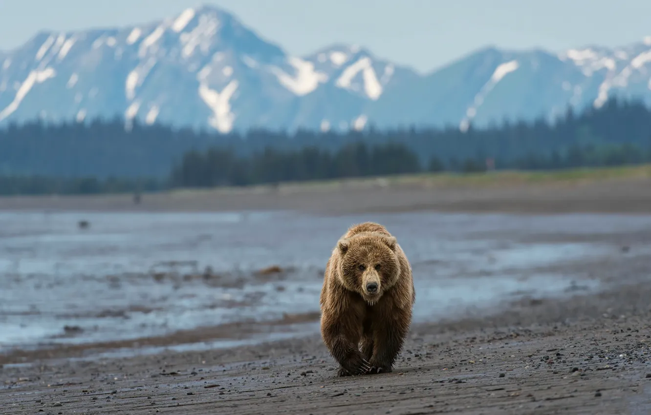 Photo wallpaper look, face, mountains, shore, tops, bear, bear, walk