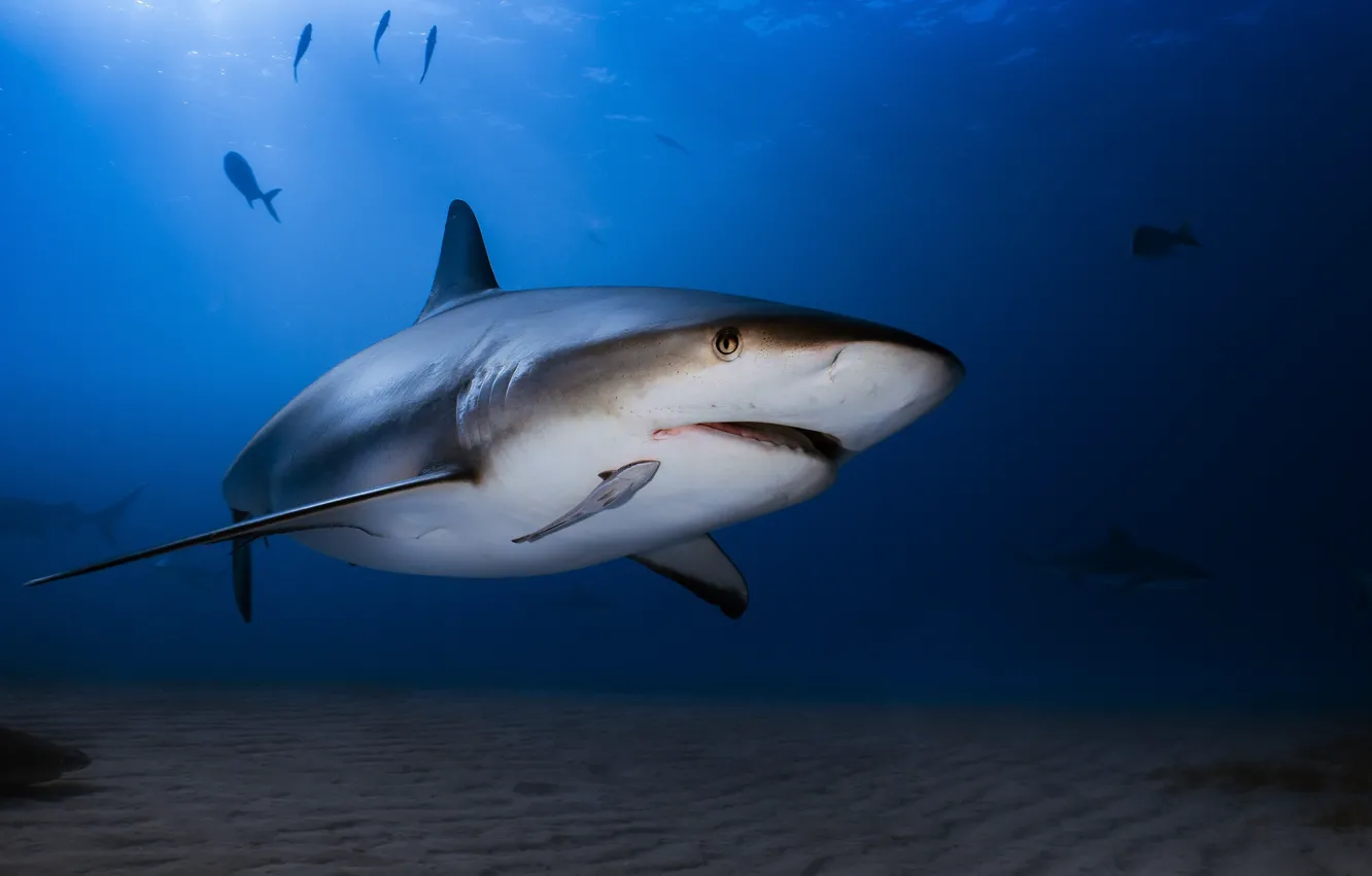 Photo wallpaper water, the ocean, shark