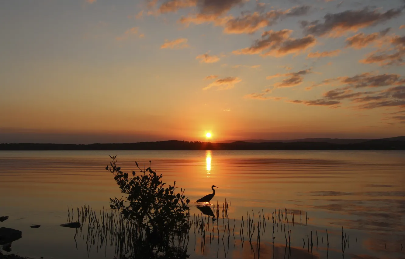 Photo wallpaper the sun, sunset, lake, bird, Bush, the evening, Heron