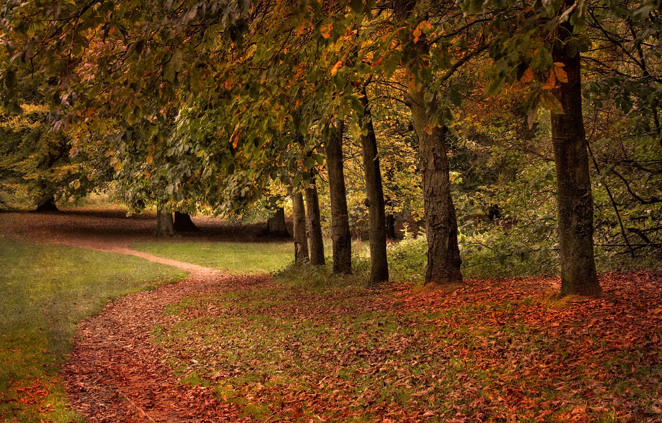 Photo wallpaper autumn, leaves, trees, Park, path