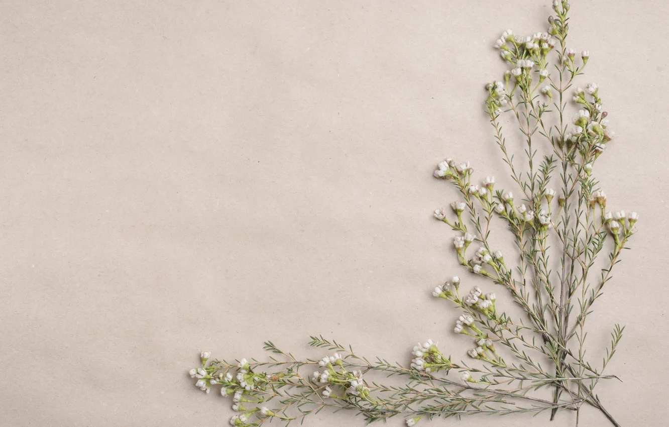 Photo wallpaper paper, sprig, background, wildflowers