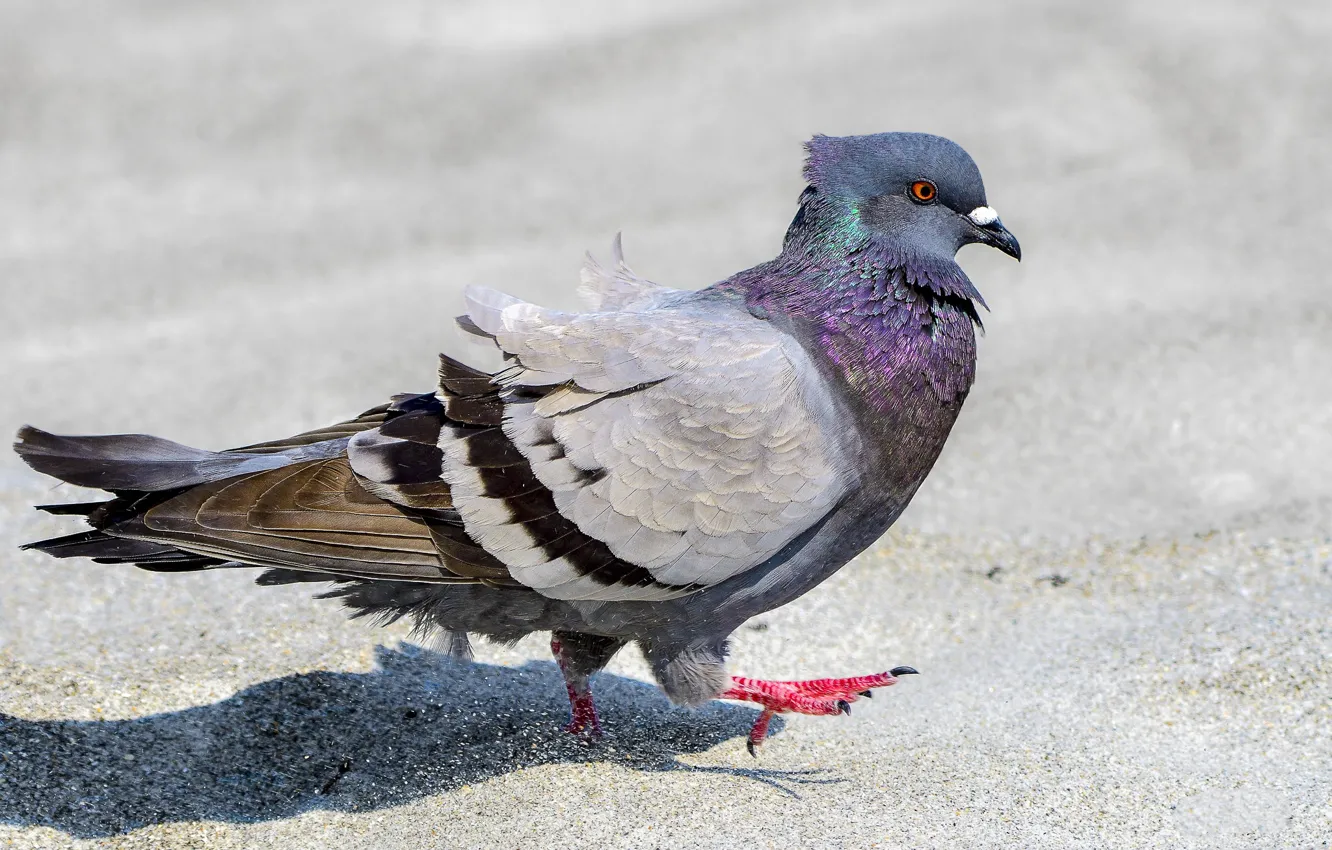 Photo wallpaper bird, pigeons, steps