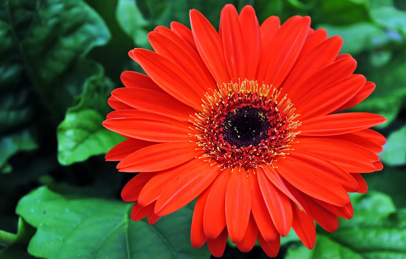 Photo wallpaper macro, macro, Red Gerbera, Red gerbera